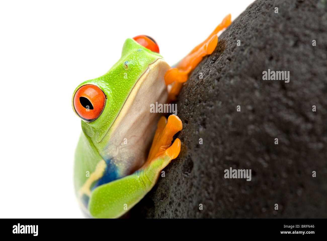 rotäugigen Baumfrosch (Agalychnis Callidryas) auf einem Felsen, Nahaufnahme, isoliert auf weiss, Schwerpunkt Auge Stockfoto