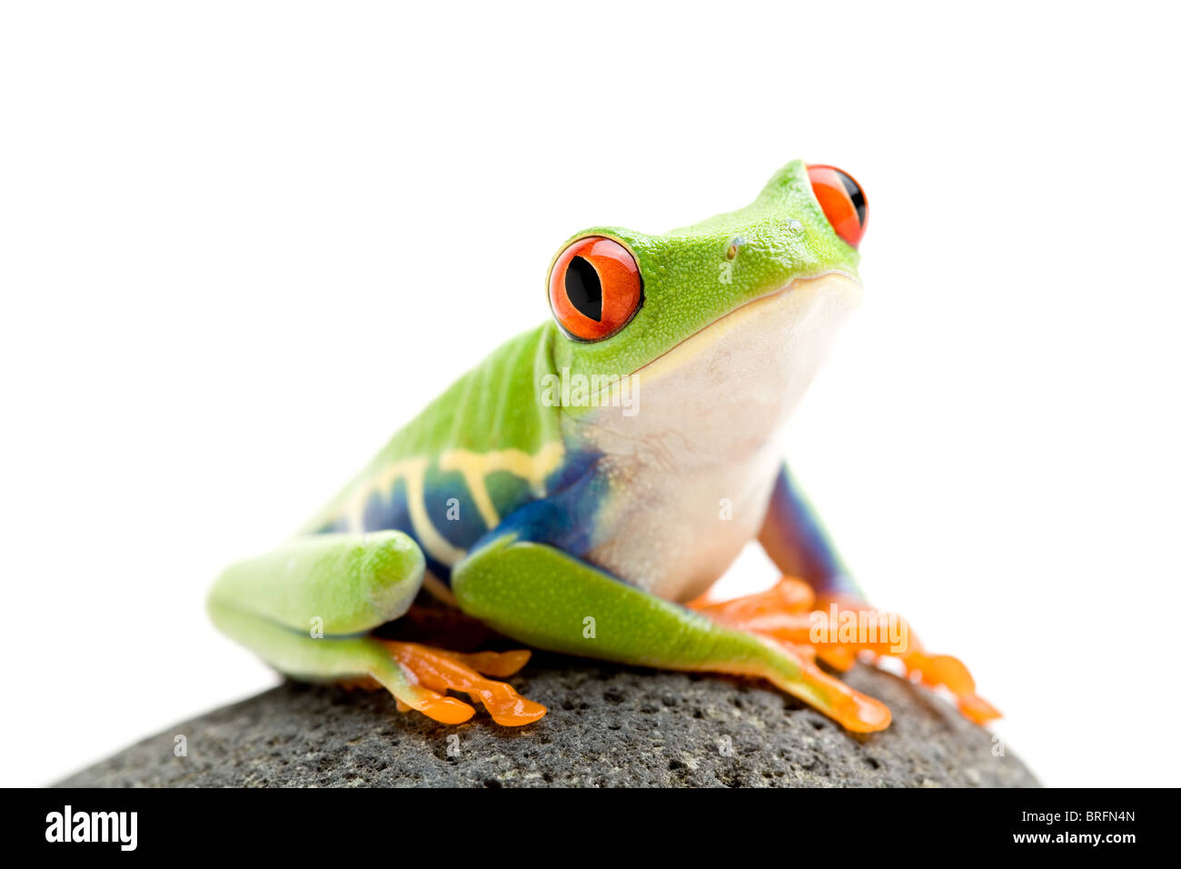 Frosch auf einem Felsen - Schuss einen rotäugigen Baumfrosch (Agalychnis Callidryas) Closeup isoliert auf weiss Stockfoto