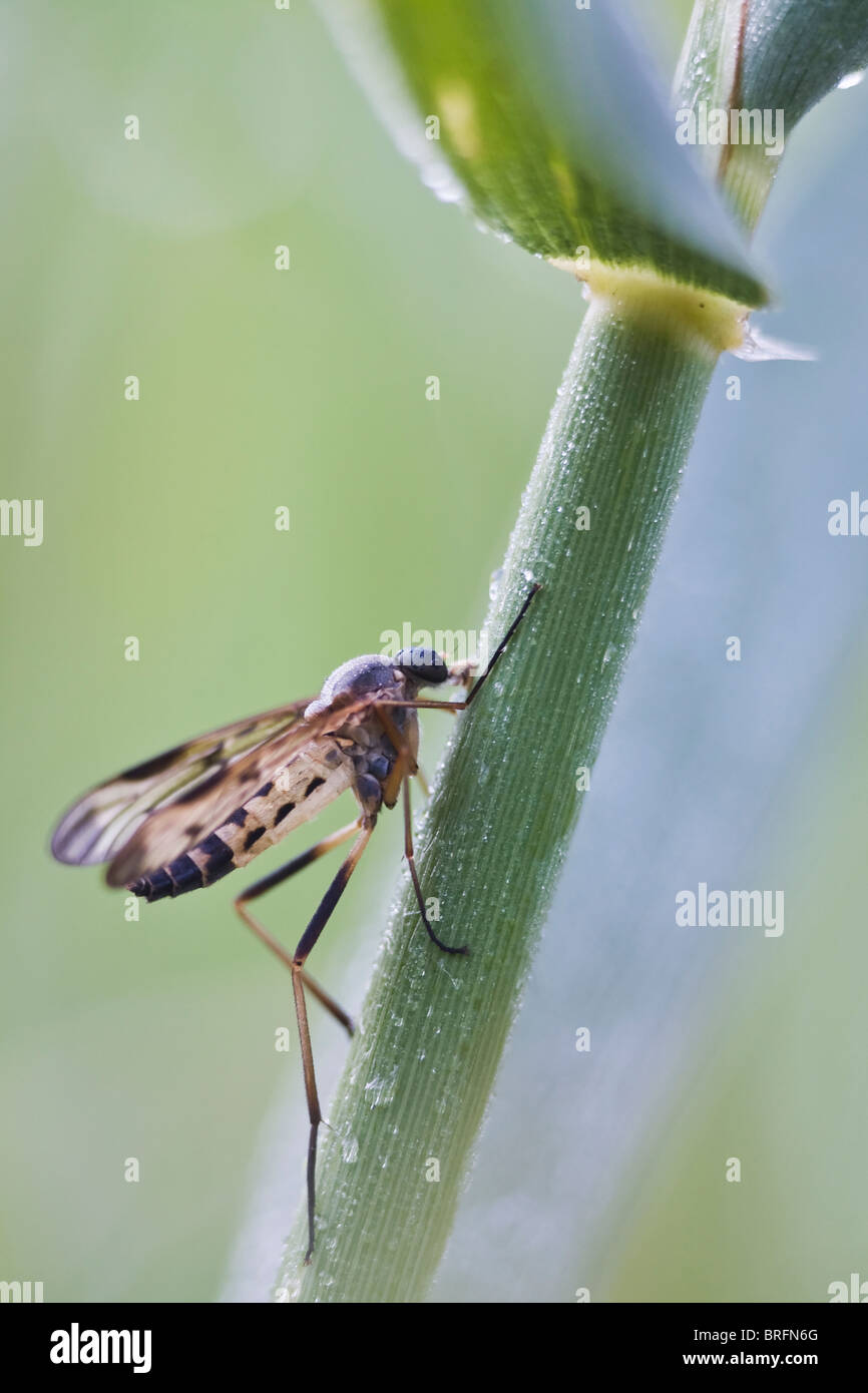 Snipe-Fly (Rhagio Scolopaceus) Stockfoto