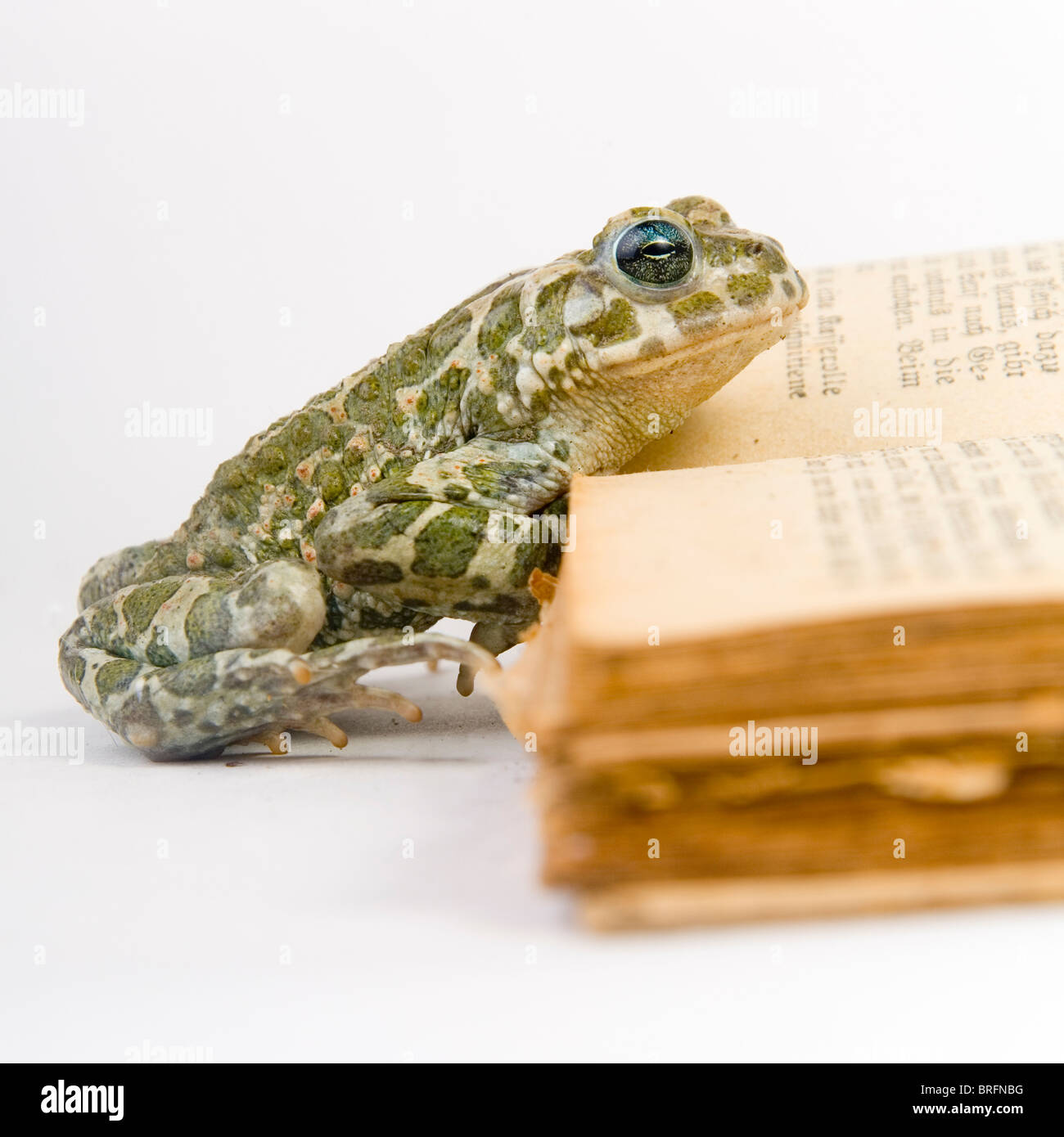 Europäische grüne Kröte (Bufo Viridis) Front eines Buches Stockfoto