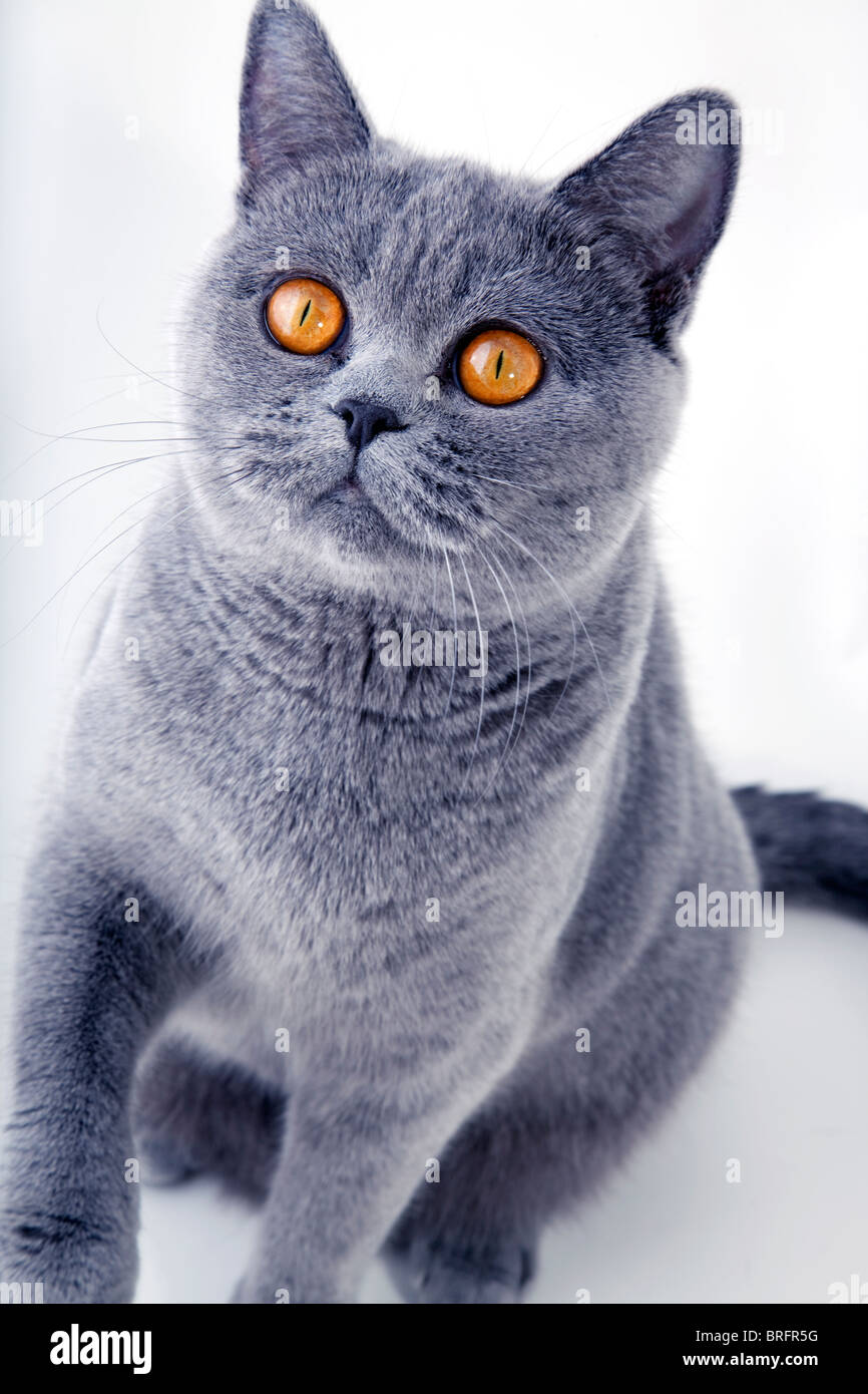 Schöne graue britische Katze auf hellem Hintergrund Stockfoto