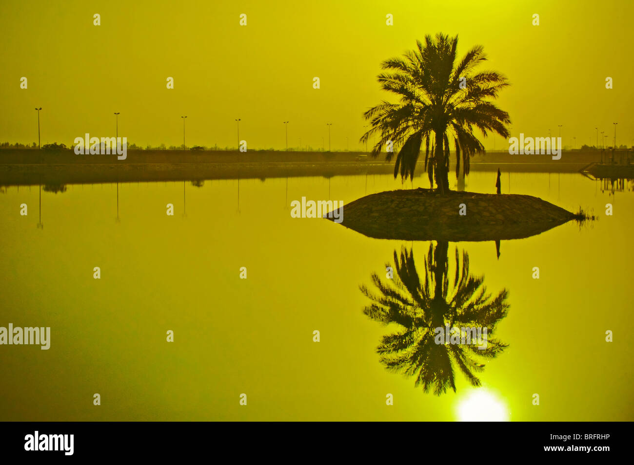 Eine Palme in den Nahen Osten vor einem kleinen Körper des Wassers. Einen künstlichen See in Bagdad, Irak in der Nähe von Saddams Palast. Stockfoto