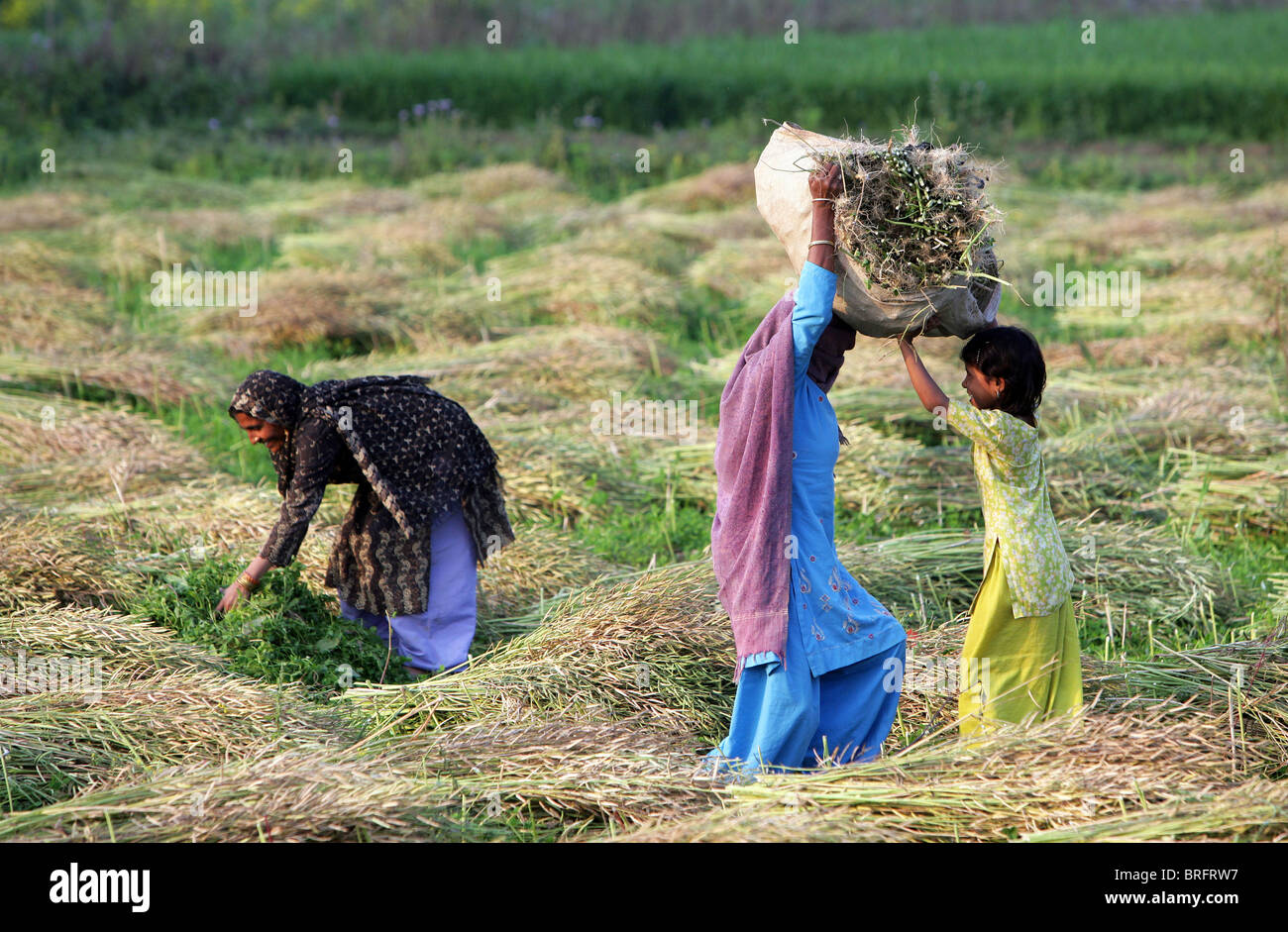Bäuerinnen in ein Senf eingereicht mit der Ernte von Senf. Uttar Pradesh, Indien Stockfoto