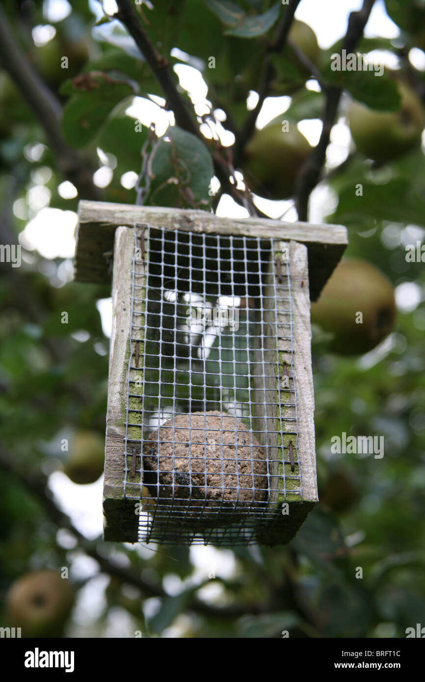 Vogelhäuschen hängen von einem Apfelbaum in Irland Stockfoto