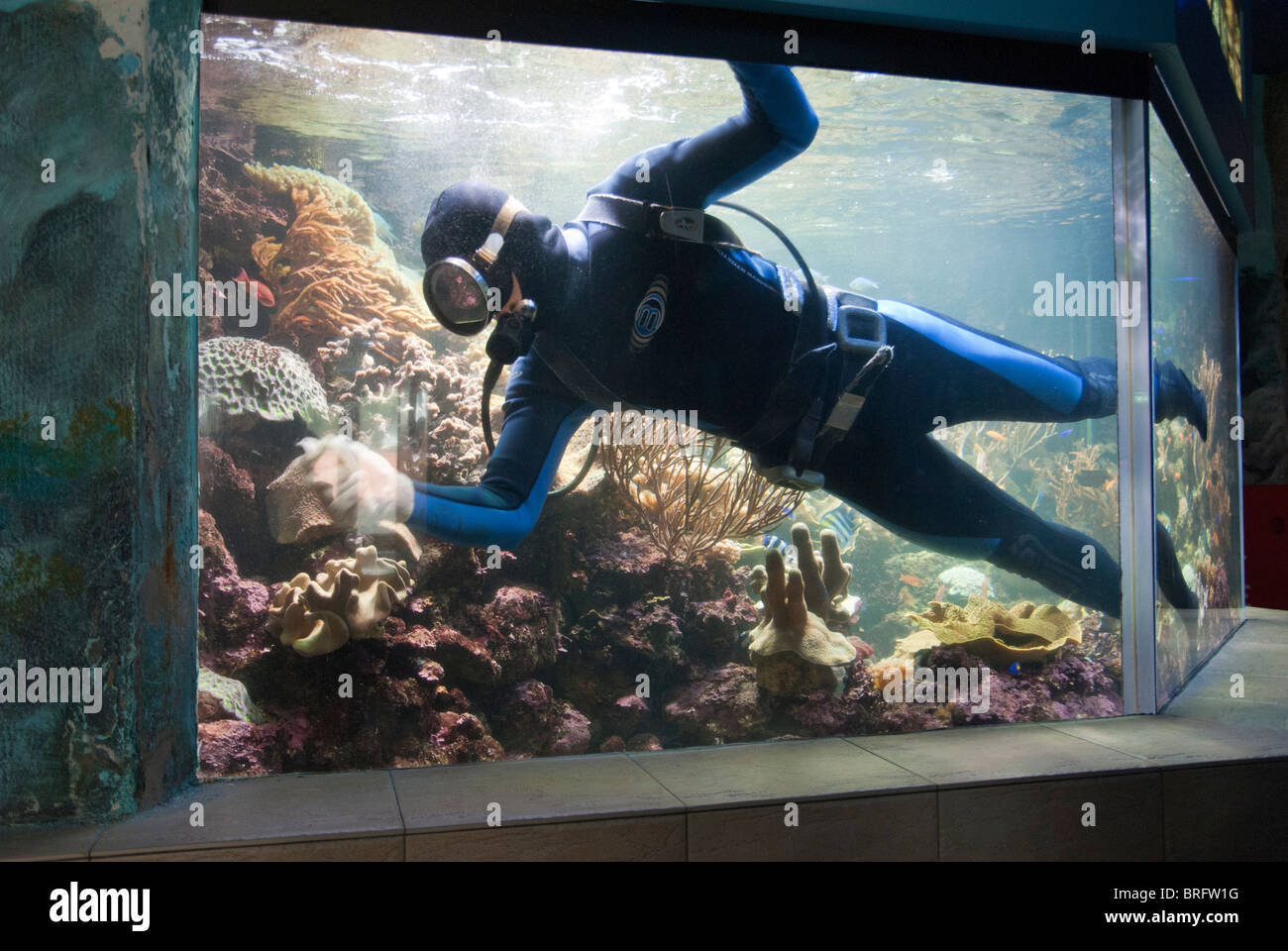 Scuba Diver Reinigung ein großes Aquarium auf Sentosa Island, Singapur Stockfoto