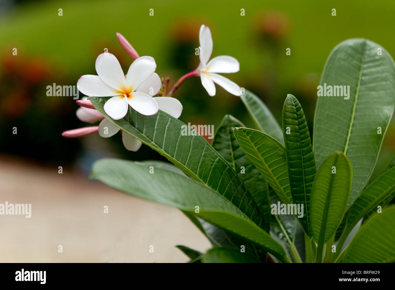 Oder weiß Plumeria frangipani Blüten in einem Garten Stockfoto