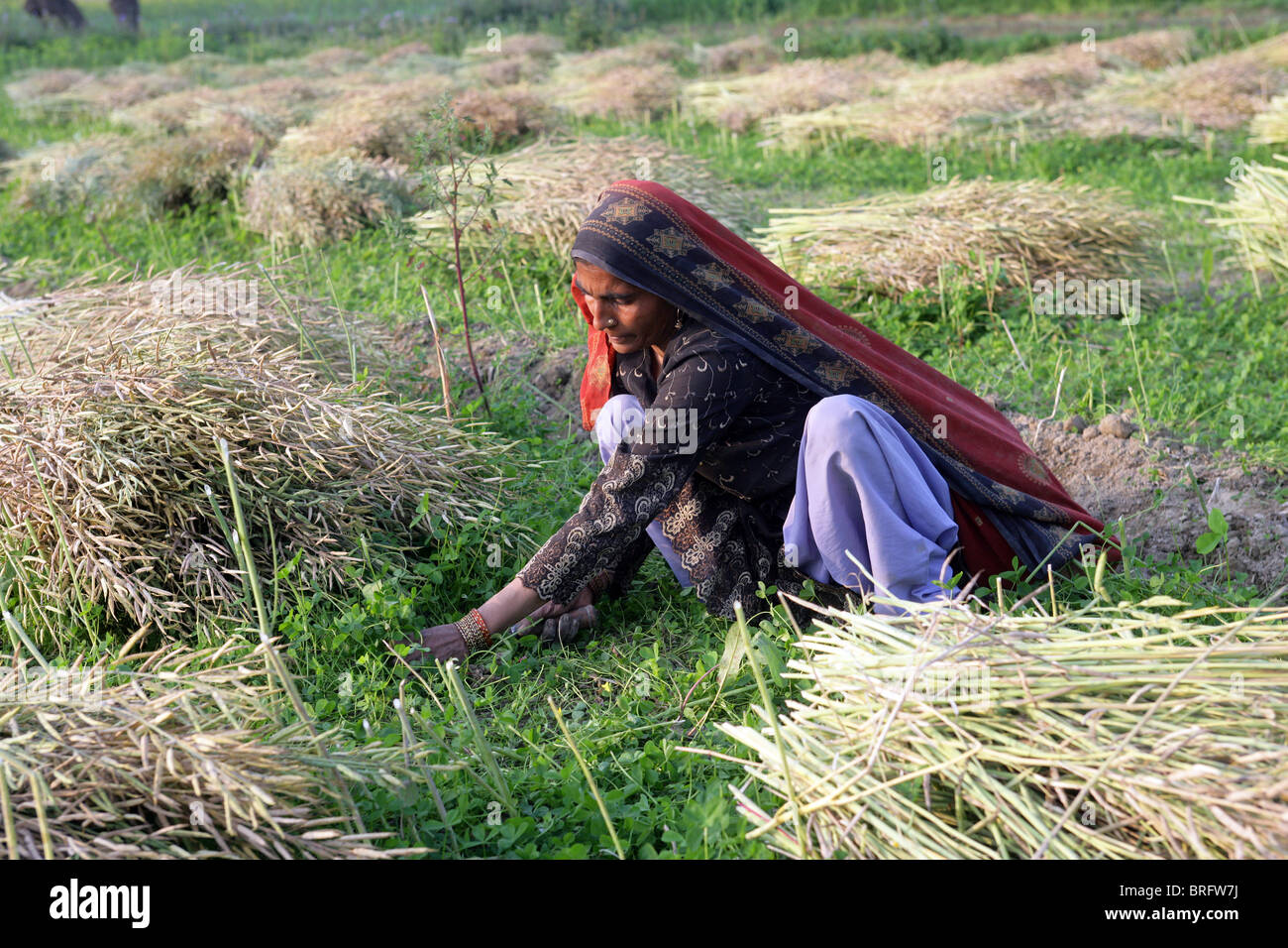 Bäuerin in ein Senf eingereicht mit der Ernte von Senf. Uttar Pradesh, Indien Stockfoto