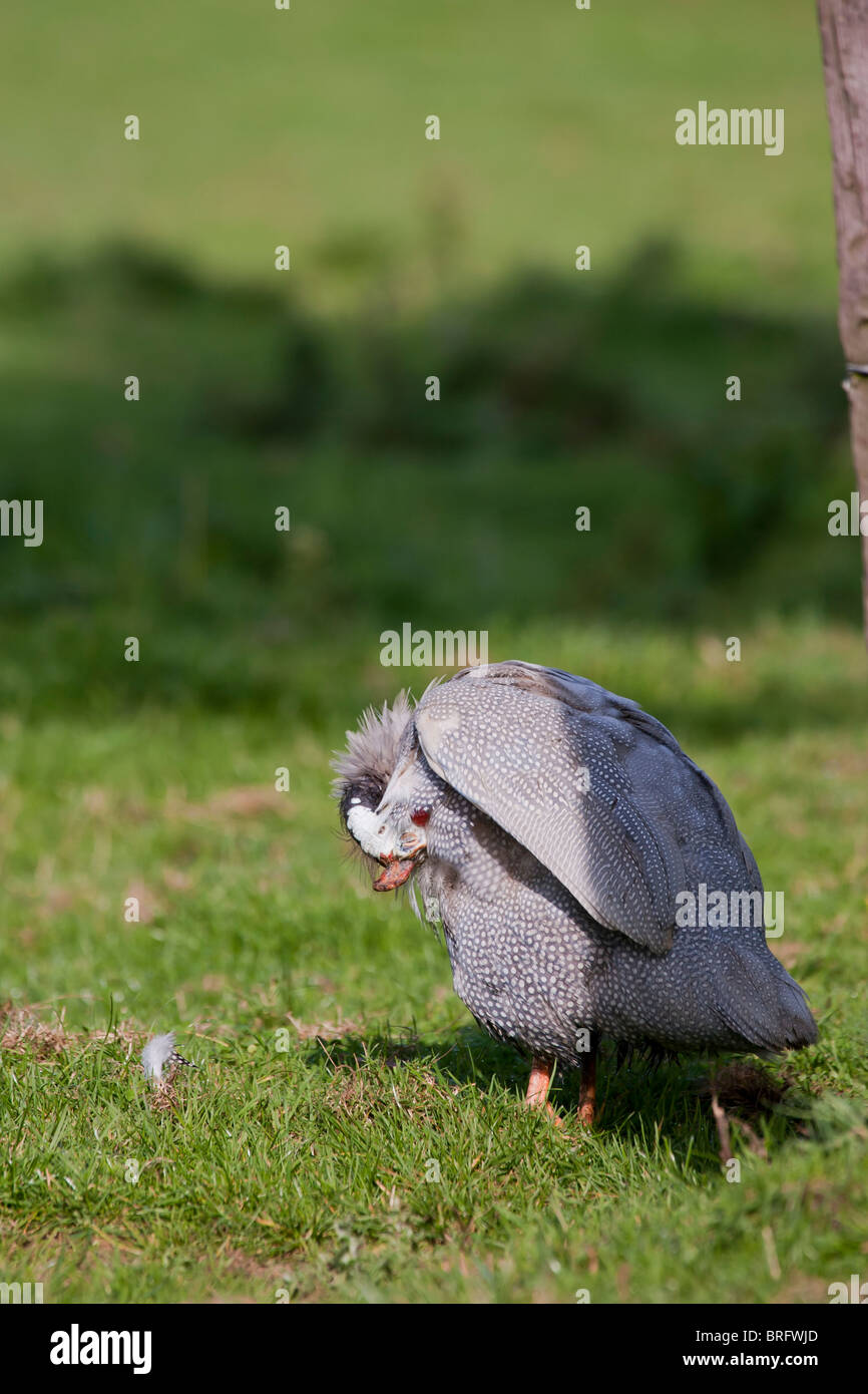 Perlhühner paar Nutztiere Stockfoto