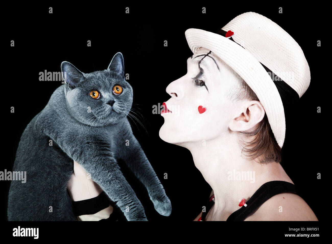 In einem weißen Hut hält eine graue Katze British MIME Stockfoto