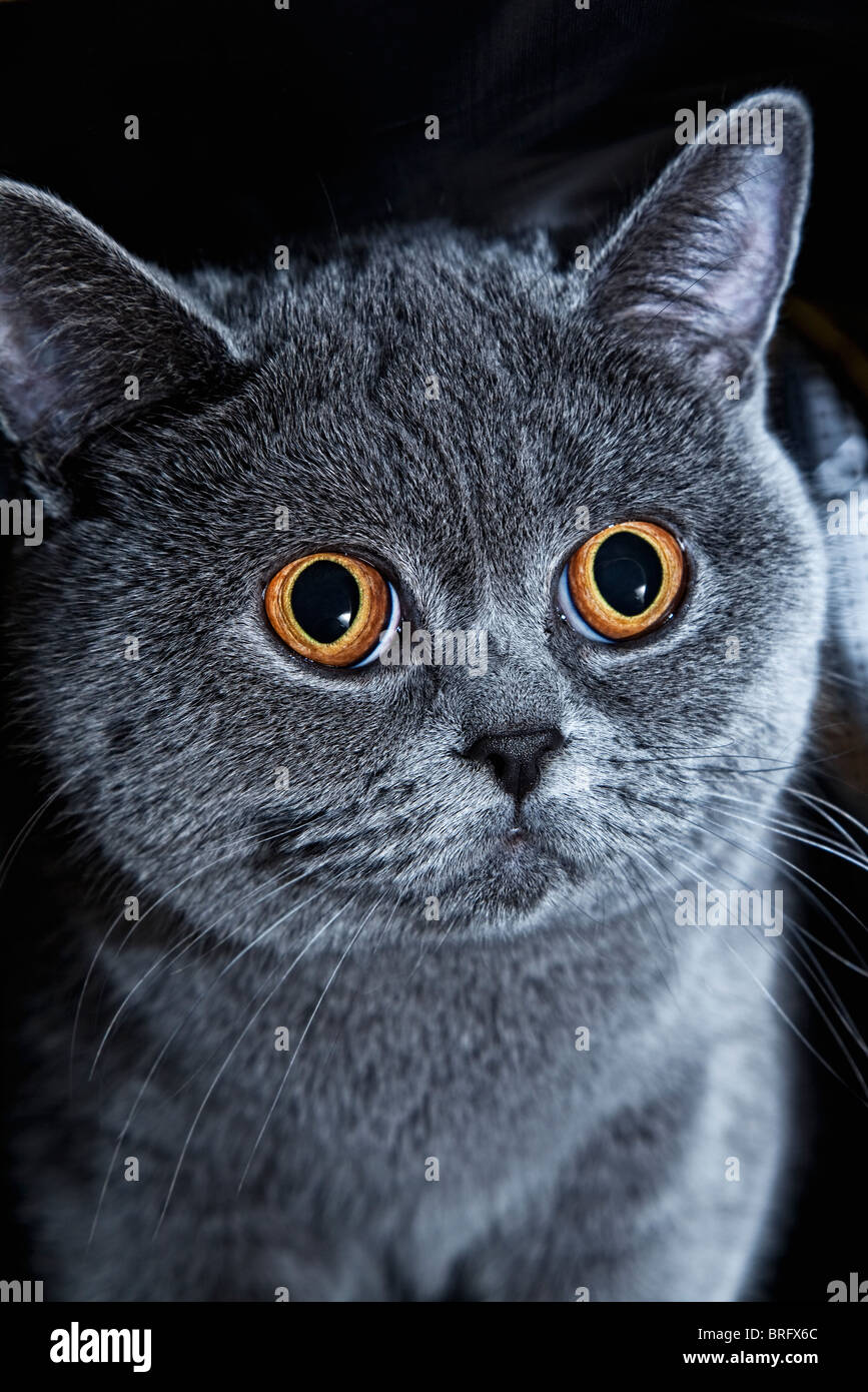 Fang der britische graue Katze hautnah Stockfoto