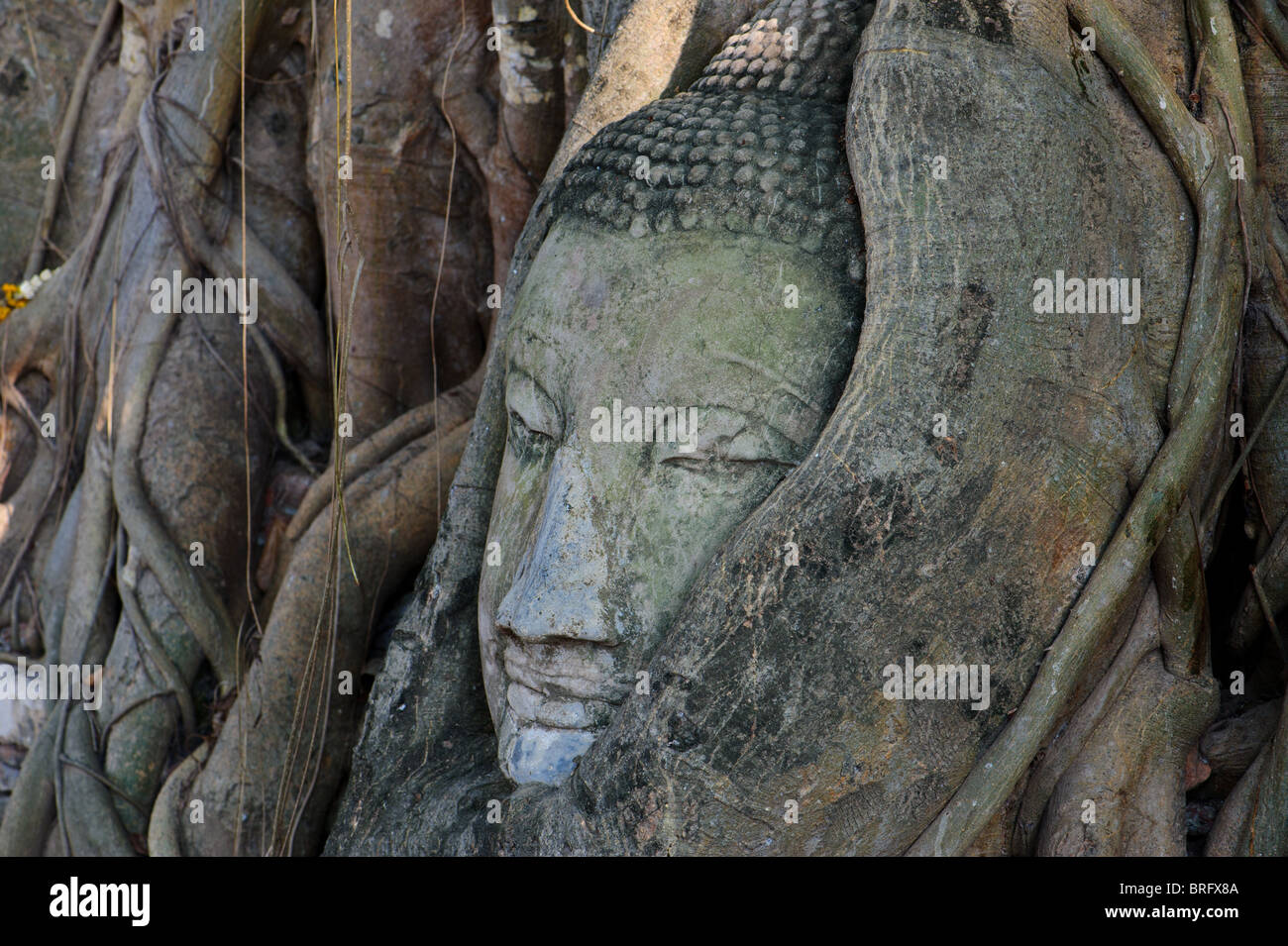 Buddha-Kopf von Baumwurzeln, Ayutthaya, Thailand angebaut. Stockfoto