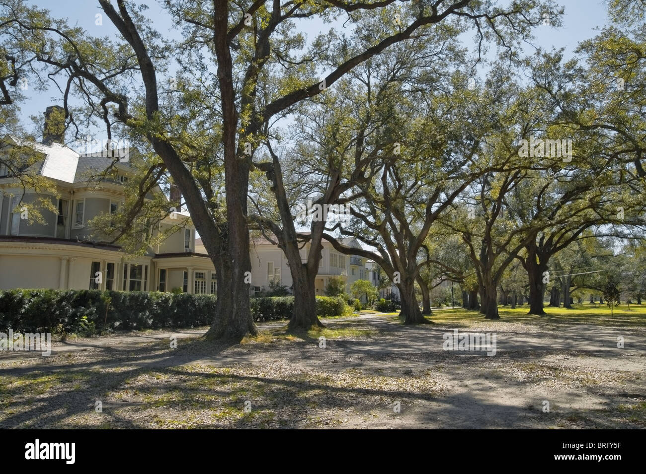 Ein Park mit Bäumen in New Orleans. Stockfoto