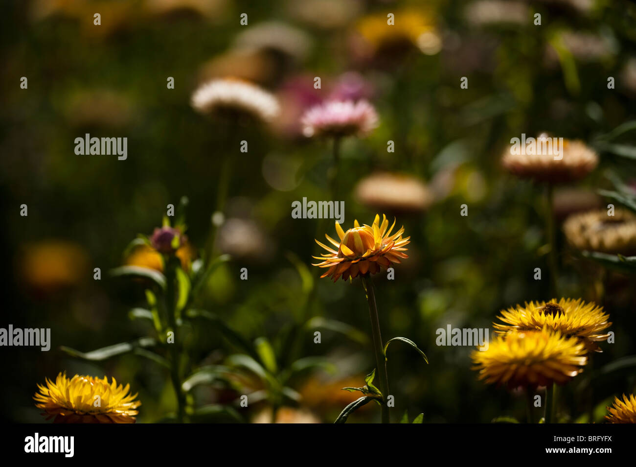 Helichrysum Bracteatum, Strohblumen, in voller Blüte Stockfoto