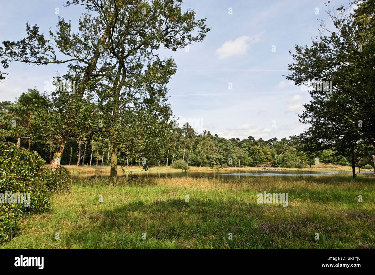 Schwarzes teich Fotos und Bildmaterial in hoher Auflösung Alamy