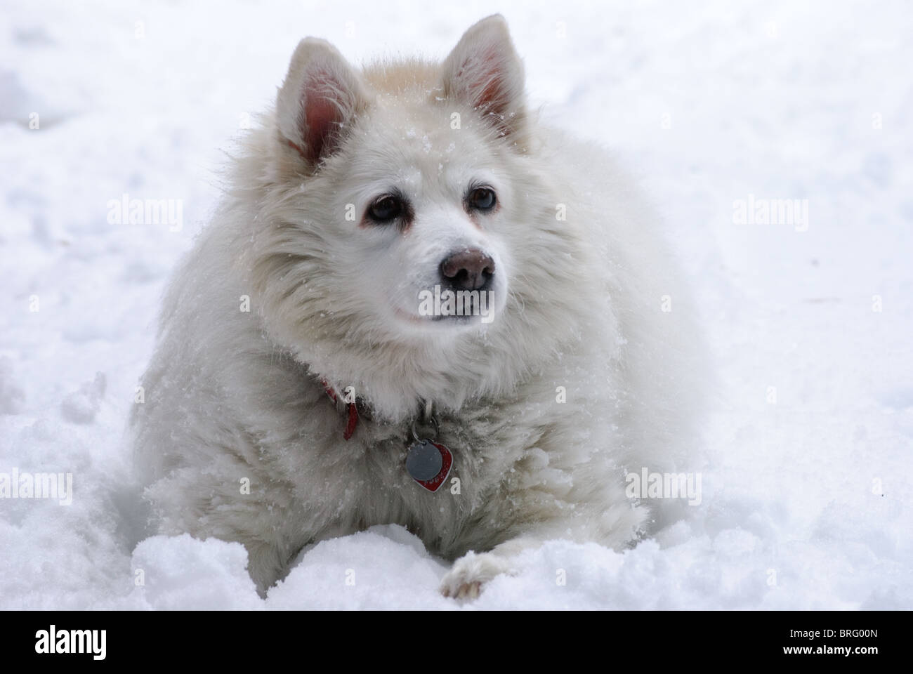 Ein weißer American Eskimo Hund sieht ruhig und friedlich im Schnee Stockfoto