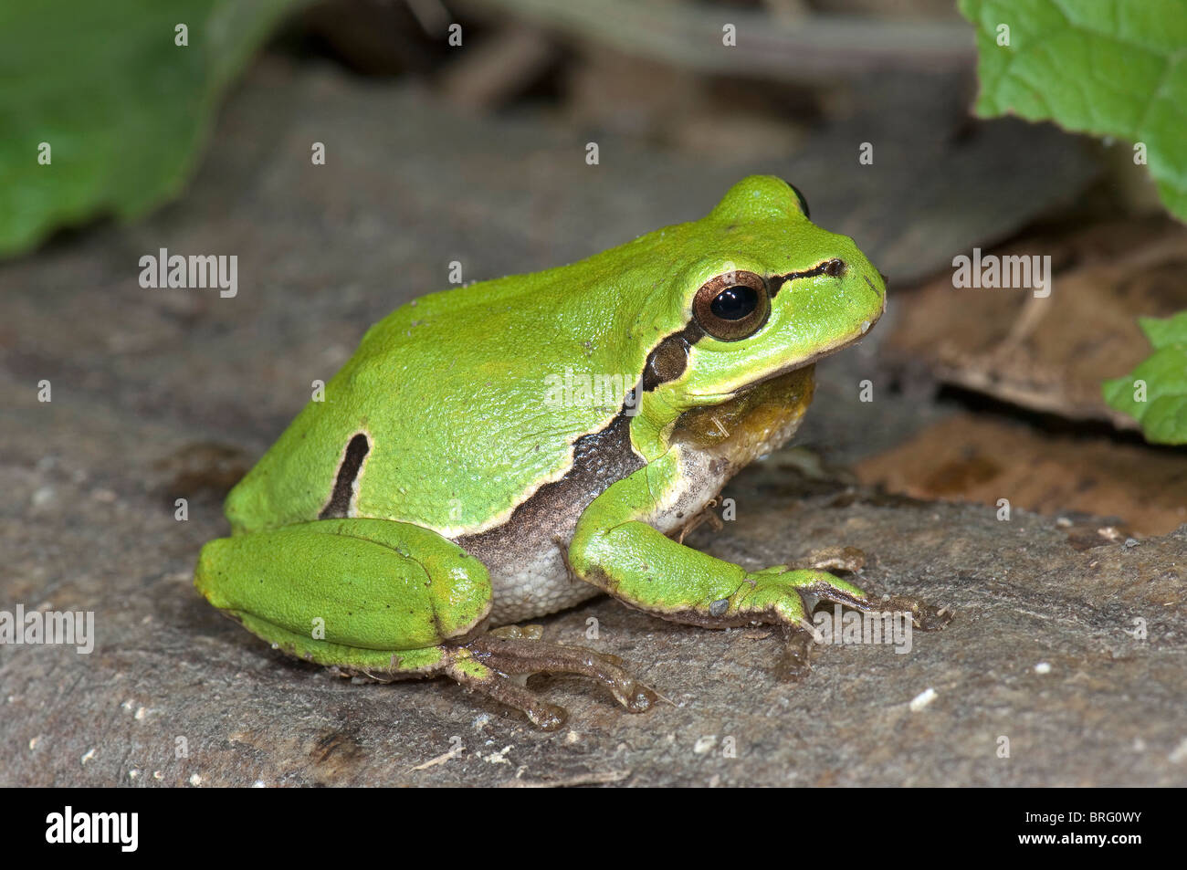 Europäische Treefrog, gemeinsame Treefrog (Hyla Arborea) am Boden. Stockfoto