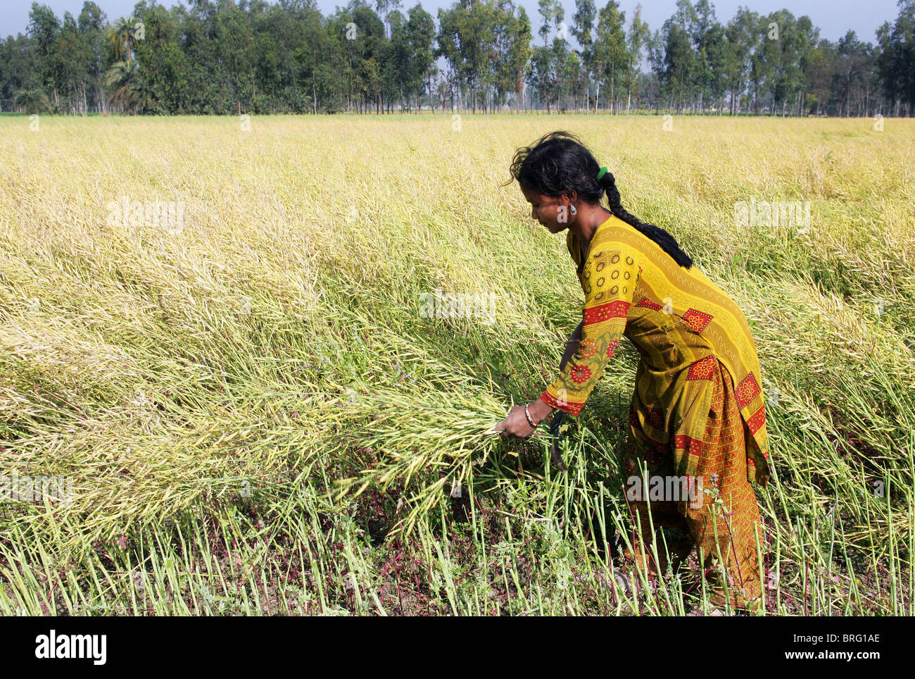 Bäuerin in ein Senf eingereicht mit der Ernte von Senf. Uttar Pradesh, Indien Stockfoto