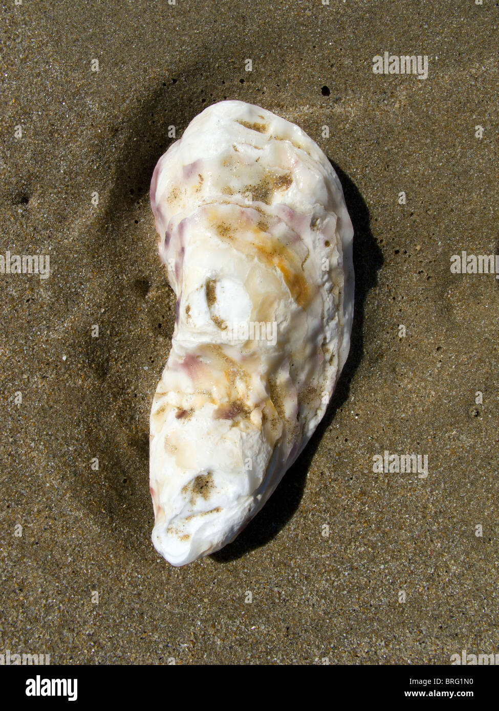 Eine Muschel im Sand des Strandes auf der französischen Insel Ile de Re Stockfoto
