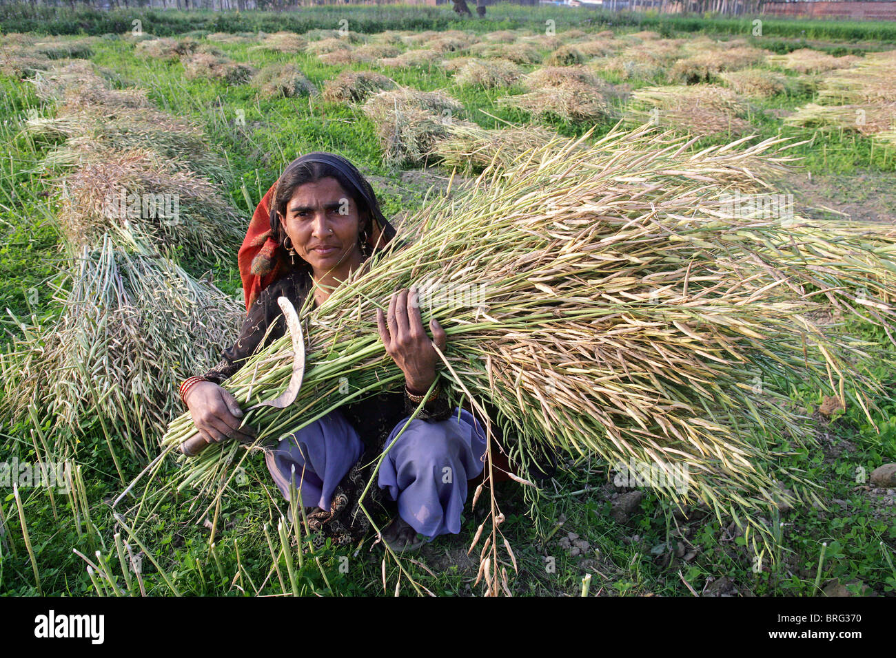 Bäuerin in ein Senf eingereicht mit der Ernte von Senf. Uttar Pradesh, Indien Stockfoto