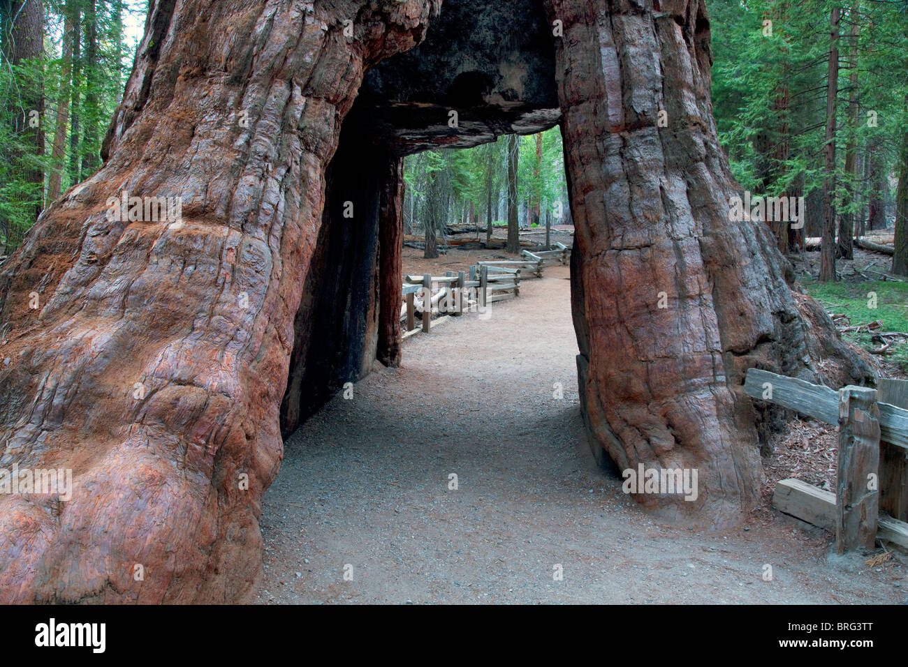 Tunnel-Baum. Mariposa Grove. Yosemite Nationalpark, Kalifornien Stockfoto