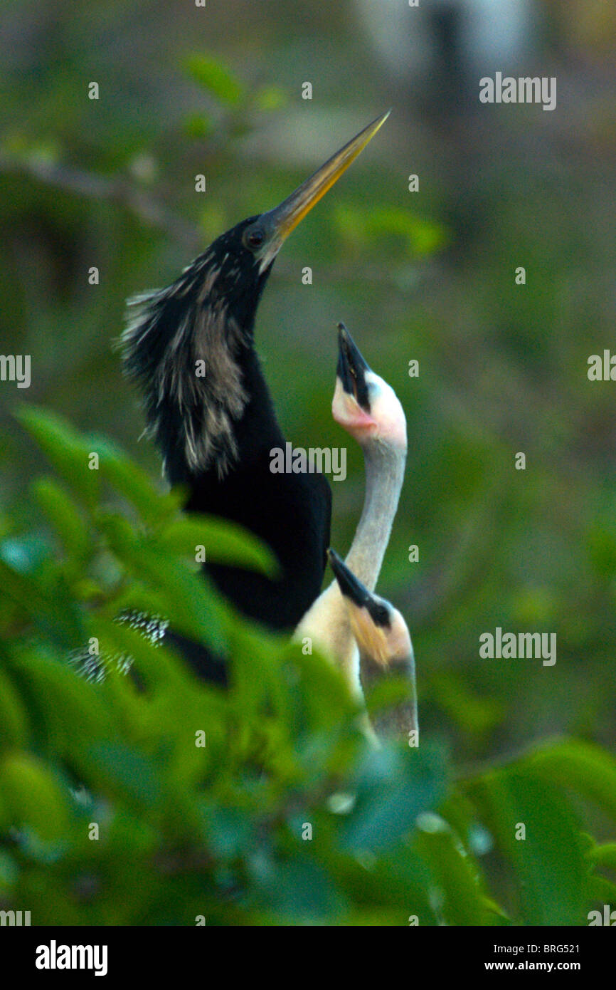 Baby Anhinga in Nest-Anhinga Anhinga Wakodahatchee Feuchtgebiete-Florida-2008 Stockfoto