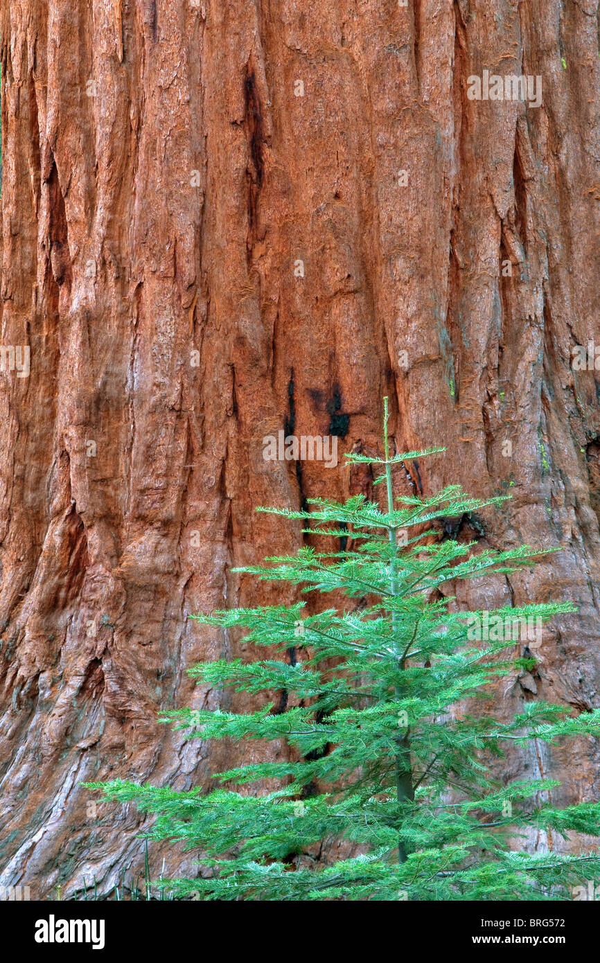 Kleine Tanne und Mammutbaum in Mariposa Grove. Yosemite Nationalpark, Kalifornien Stockfoto