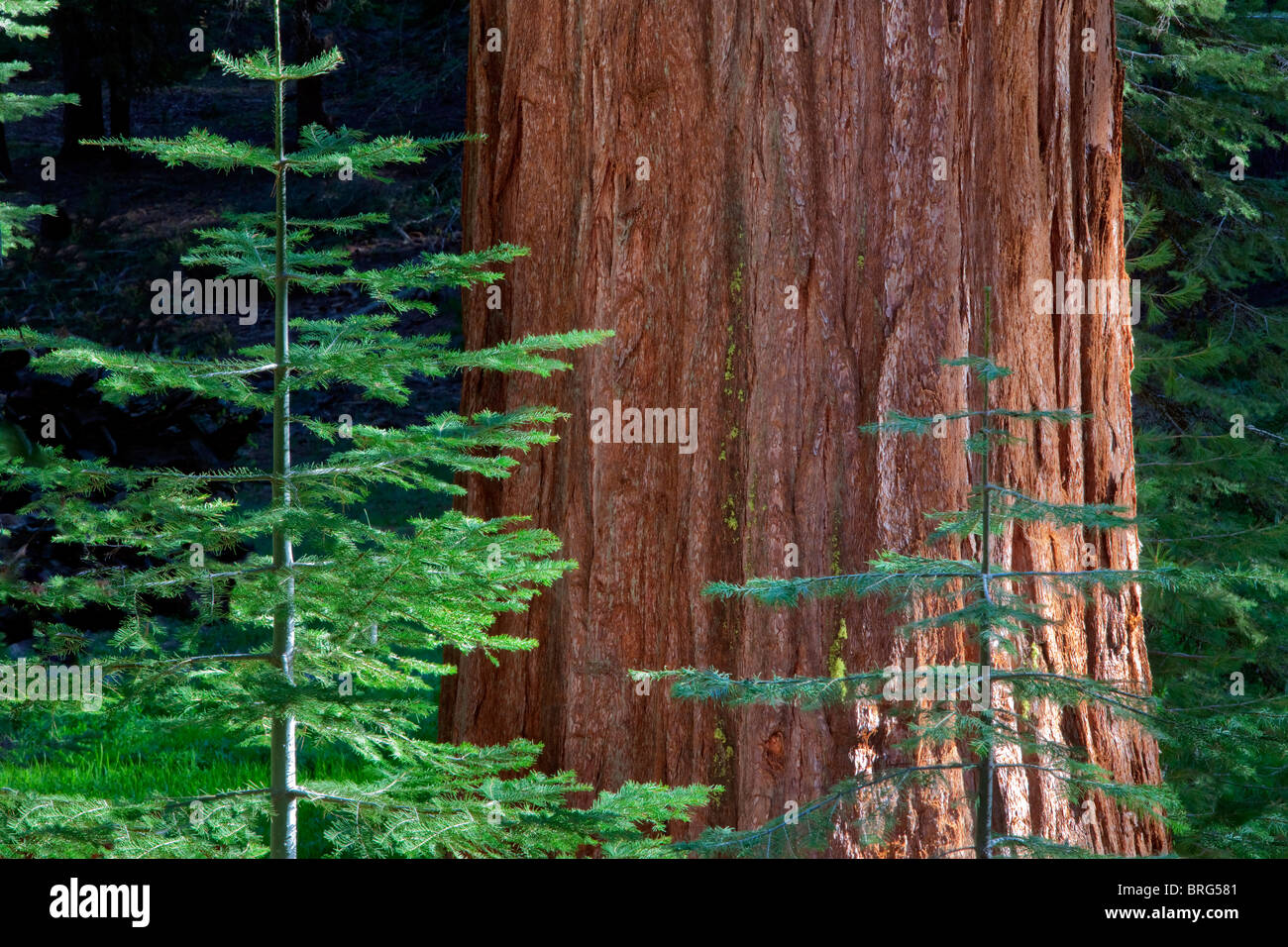 Giant Sequoia Redwood mit kleineren Tanne. Mariposa Grove. Yosemite Nationalpark, Kalifornien Stockfoto
