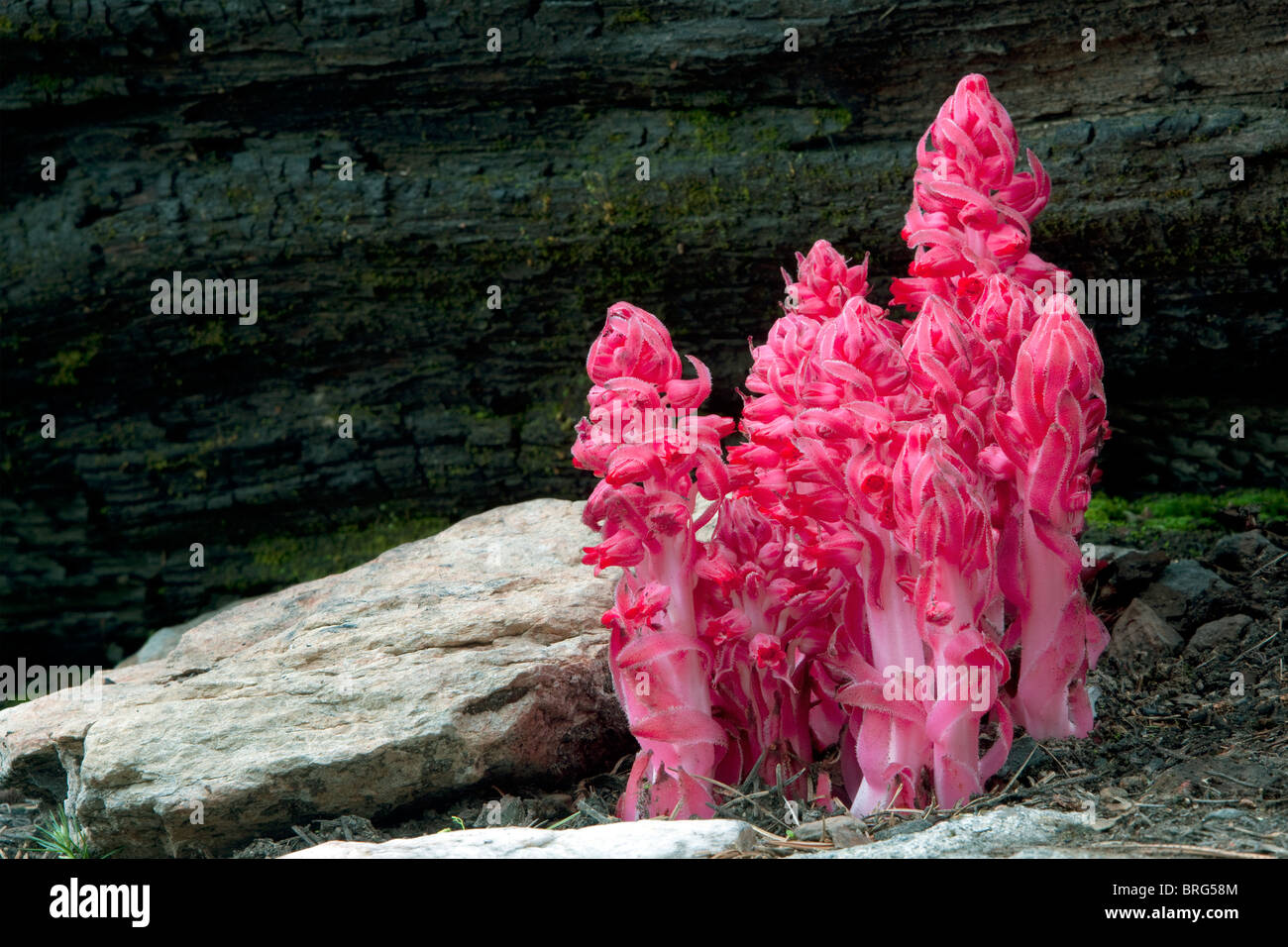 Schnee-Pflanze (Sarcodes sanguineaund) neben gebrannten Log. Yosemite Nationalpark, Kalifornien Stockfoto