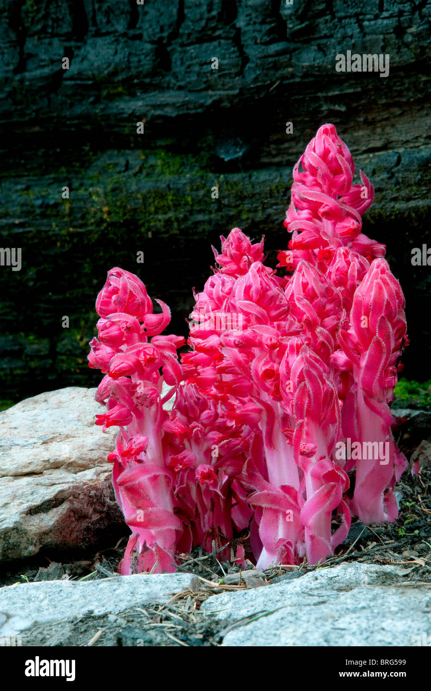 Schnee-Pflanze (Sarcodes sanguineaund) neben gebrannten Log. Yosemite Nationalpark, Kalifornien Stockfoto