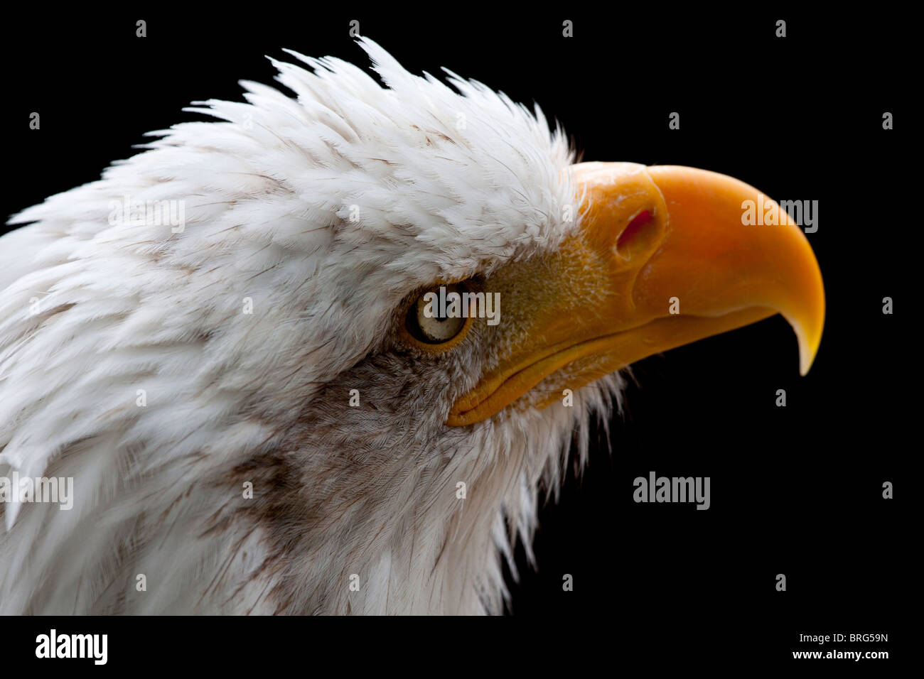 Porträt eines Adlers - Kopfschuss Stockfoto