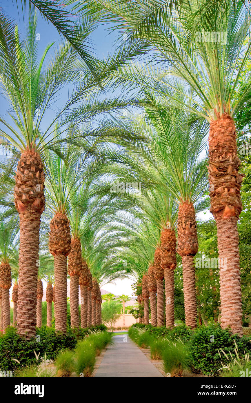 Palm, von Bäumen gesäumten Weg. Hyatt. Indian Wells, Kalifornien Stockfoto