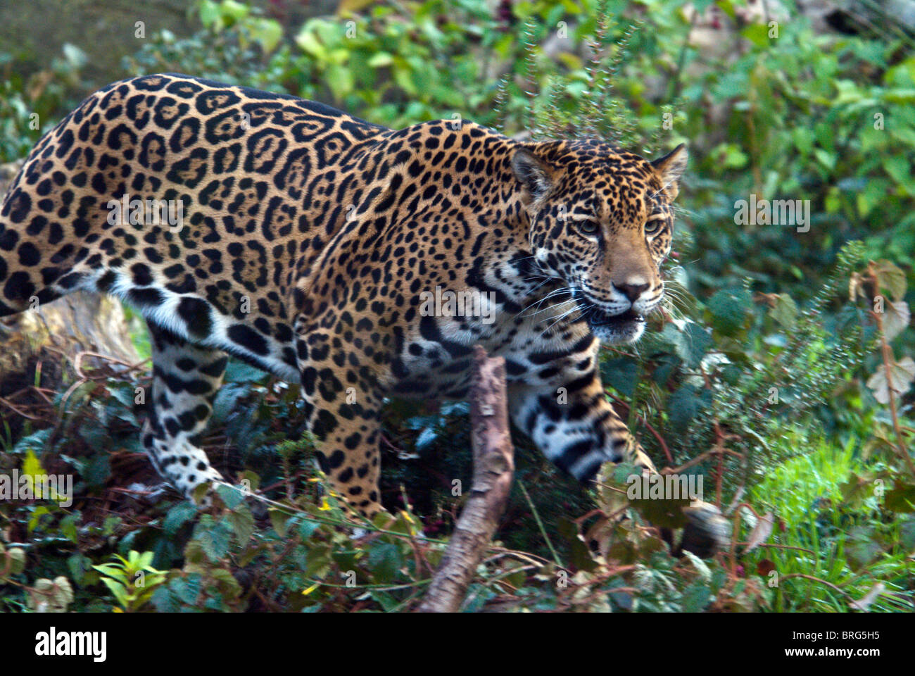 Jaguar-Panthera Onca-2007 Stockfoto