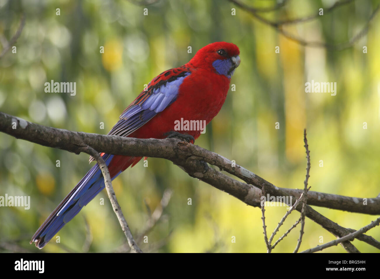 Pennantsittich blau-Wangen Stockfoto