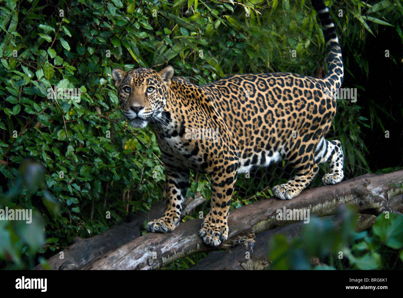 Jaguar-Panthera Onca-2007 Stockfoto