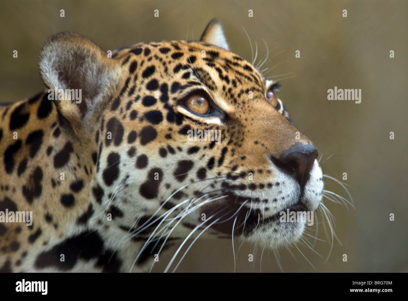 Jaguar-Panthera Onca-2008 Stockfoto
