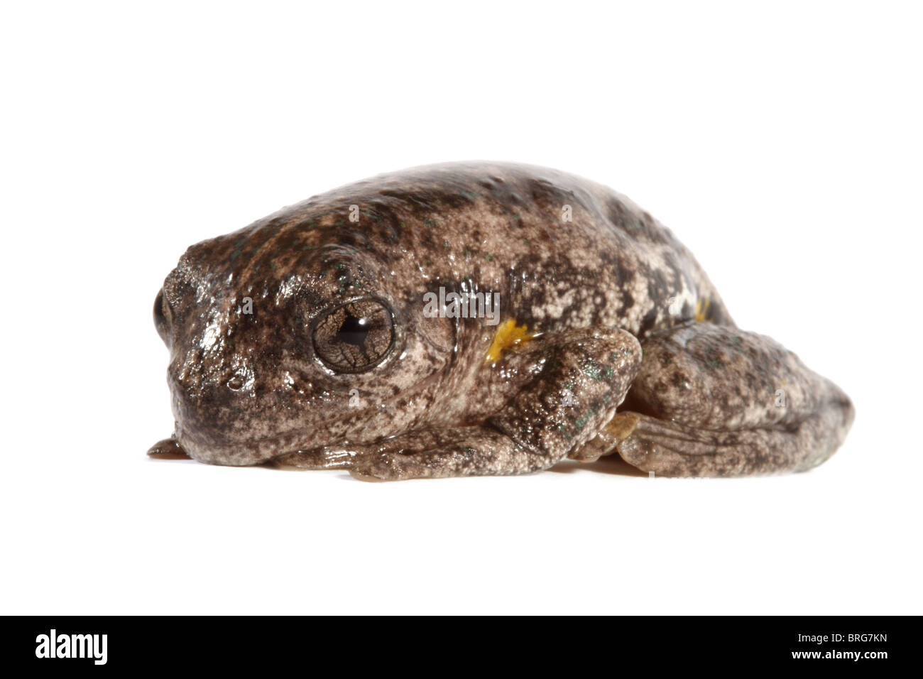 Perons Laubfrosch in einem studio Stockfoto