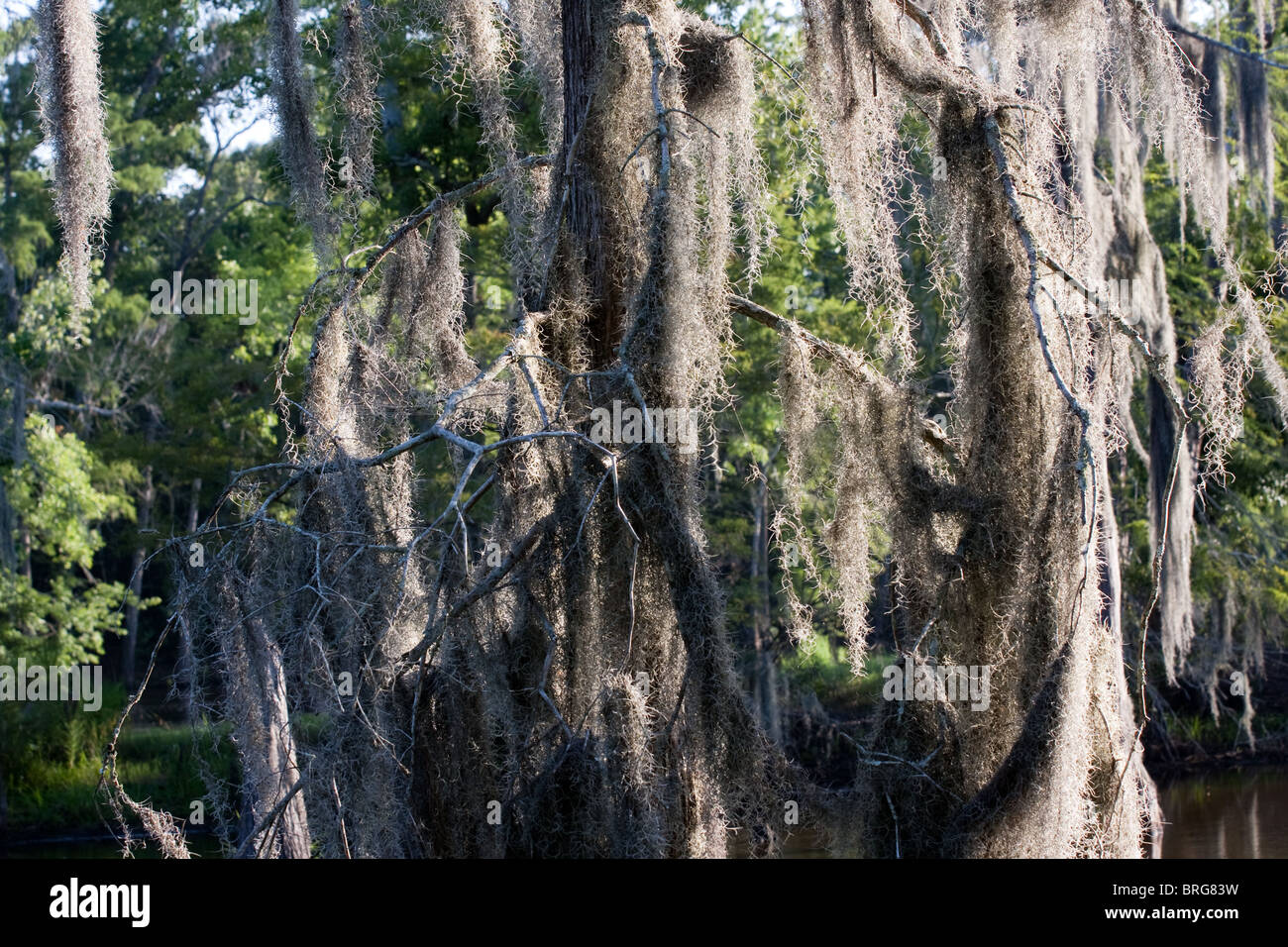 Spanish Moss, Tillandsia Usneoides wachsen auf kahle Zypresse Bäume im Sumpf Mooren in Louisiana. Stockfoto