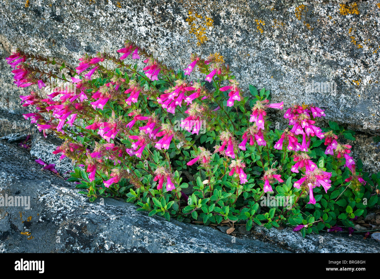 Penstemon wächst in Granitfelsen. Moro Rock, Sequoia Nationalpark, Kalifornien Stockfoto