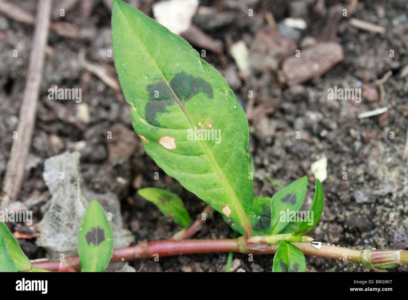 Rotschenkel, Persicaria Maculosa, auch bekannt als Persicaria, lady's Daumen, Weide Unkraut. Rotschenkel ist eine native Sommer jährlich in der Regel im gesamten Vereinigten Königreich auf Abfall, kultivierten und offenen Boden verteilt. Es werden bis zu 1.500 ft. Es ist ein ärgerliches Unkraut und verwandt mit den Japanischen Knöterich Stockfoto