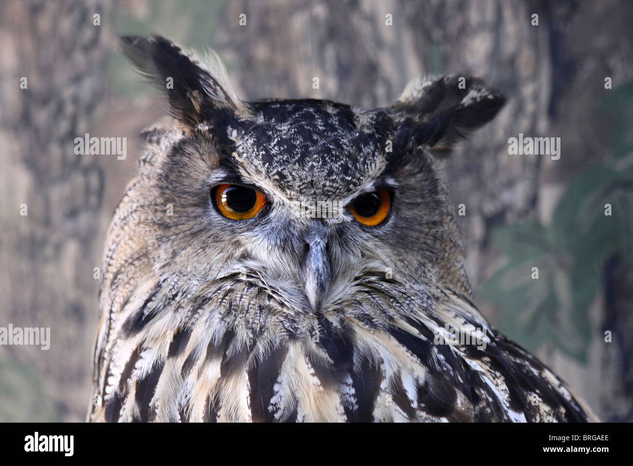 Kopf von A Captive Europäische Uhu Bubo Bubo bei "Animal Magic" Event, Martin bloße WWT, Lancashire UK Stockfoto