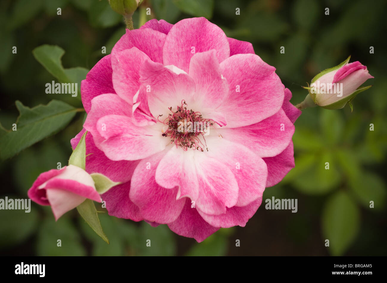 Rosenblüten Stockfoto