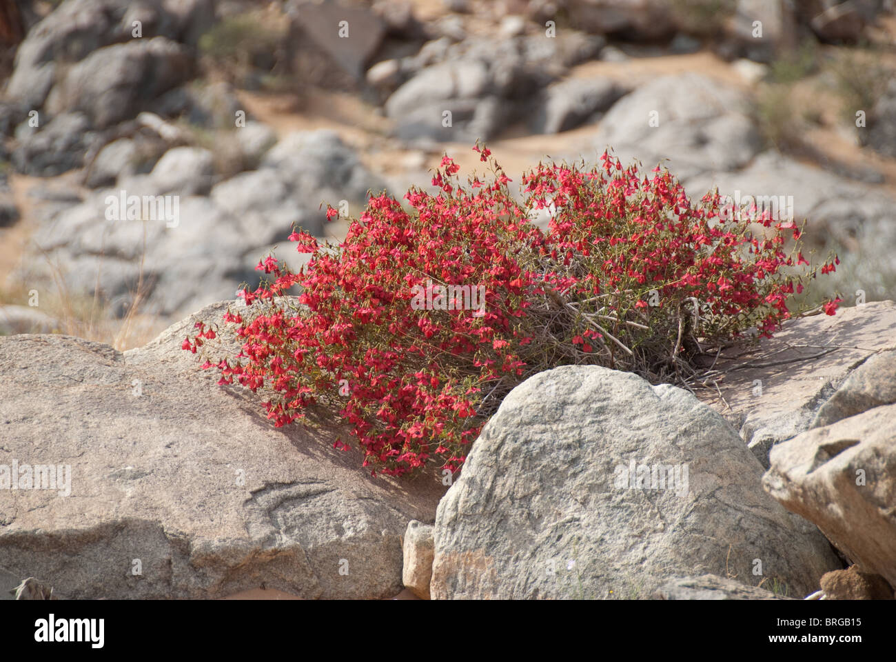 Rote Blüte Wüstenpflanze, namibische Wüste Stockfoto