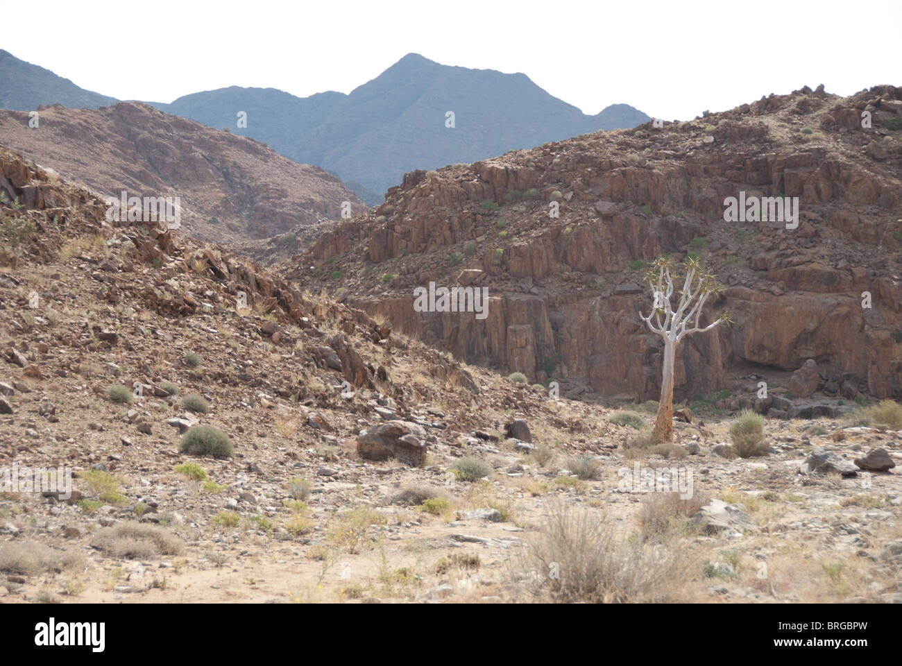 Köcherbaum im namibischen Wüste Stockfoto