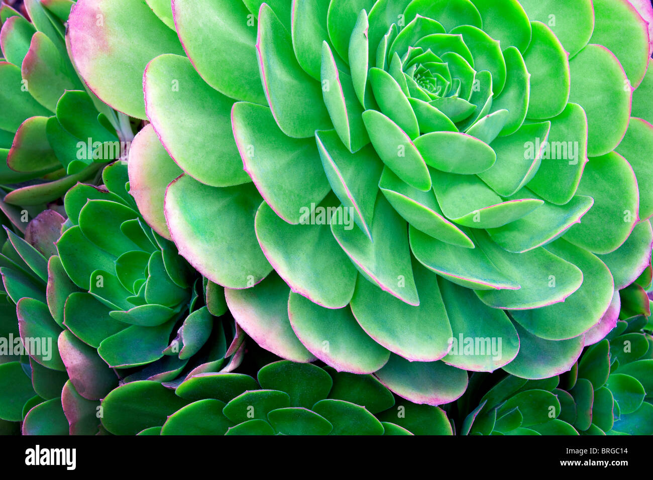 Nahaufnahme von Aeonium Urbicum. Mailbu, Kalifornien Stockfoto