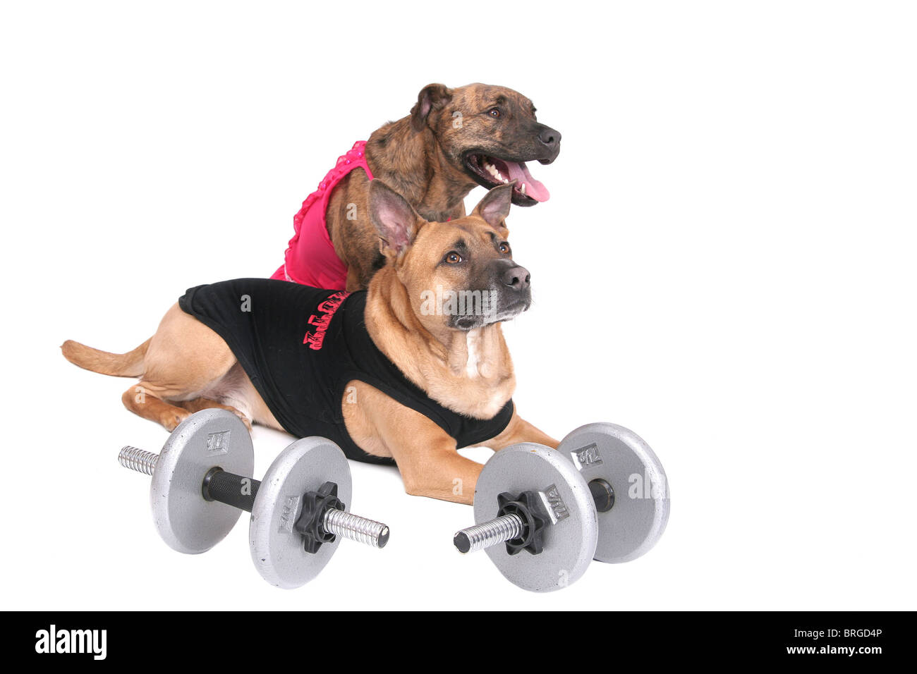 ein starkes Training Hund im Outfit mit seiner Freundin in Rosa auf weiß Stockfoto