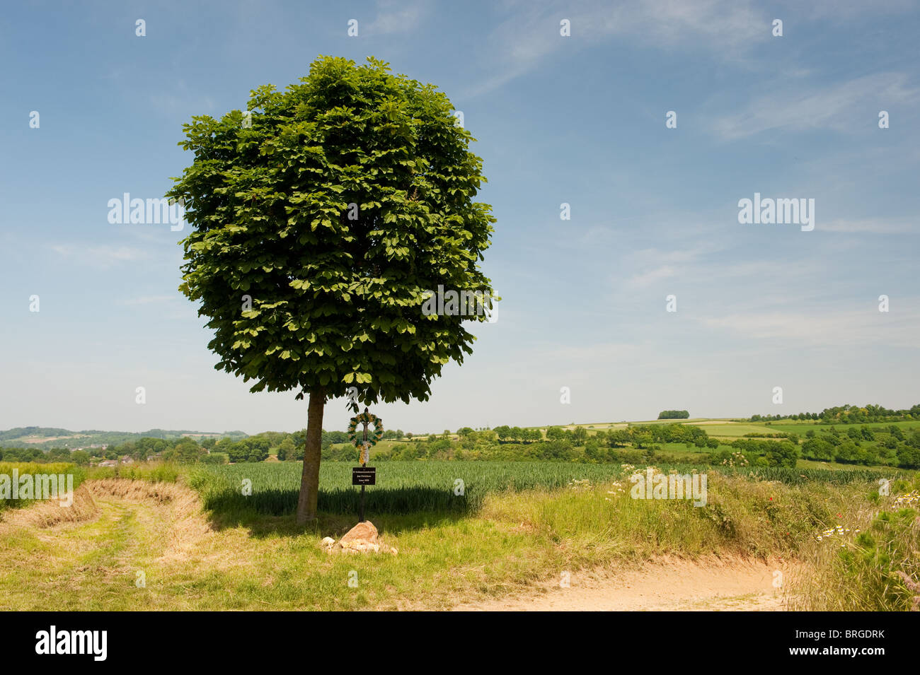 Einzigen Baum in Naturlandschaft Stockfoto
