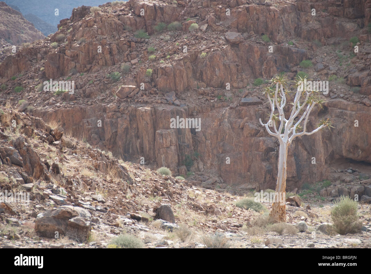 Köcherbaum in Namibia Stockfoto