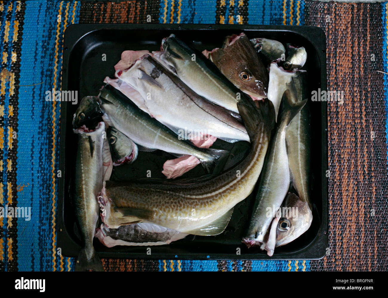 Dorsch und Pollack gefangen in den Gewässern um die Insel Vanna / Vannoya, Nord-Norwegen. Stockfoto