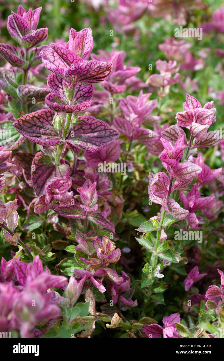 Grüne Salbei, Salvia Viridis, Salvia Horminum Marmor ARCHE stieg Stockfoto