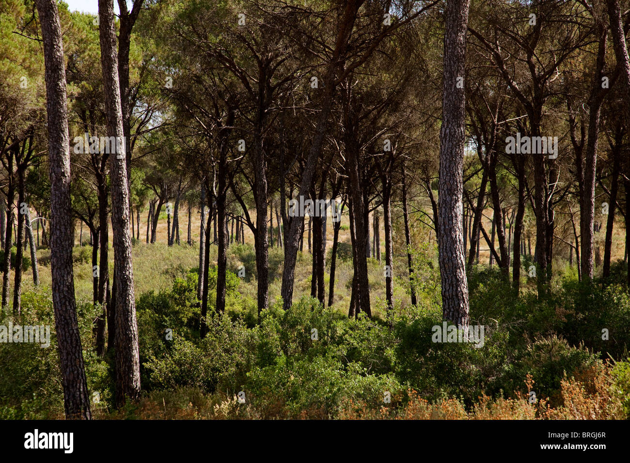 Bosque de Pinos Parque Nacional de Doñana Huelva Andalusien España Pine forest Nationalpark Doñana Huelva Andalusien Spanien Stockfoto